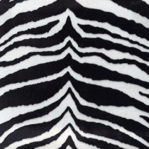 5415 ZEBRA